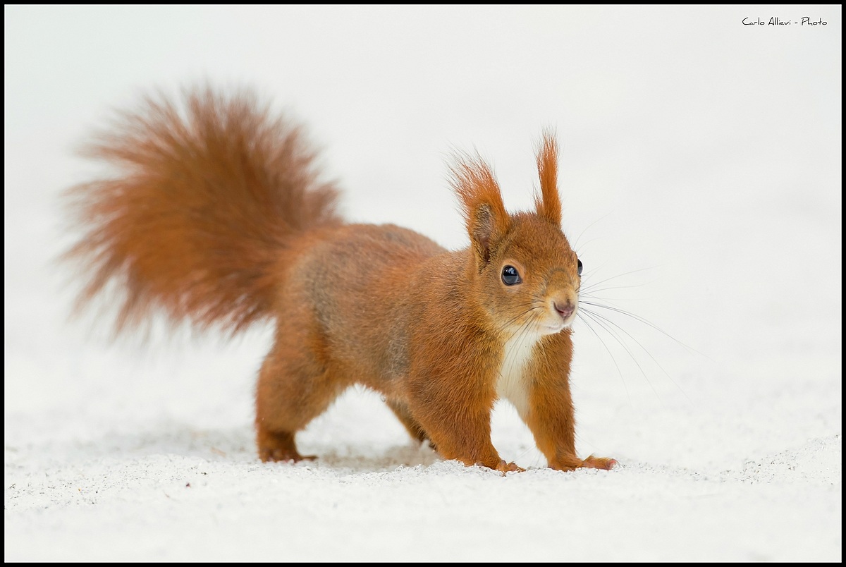Red Squirrel
