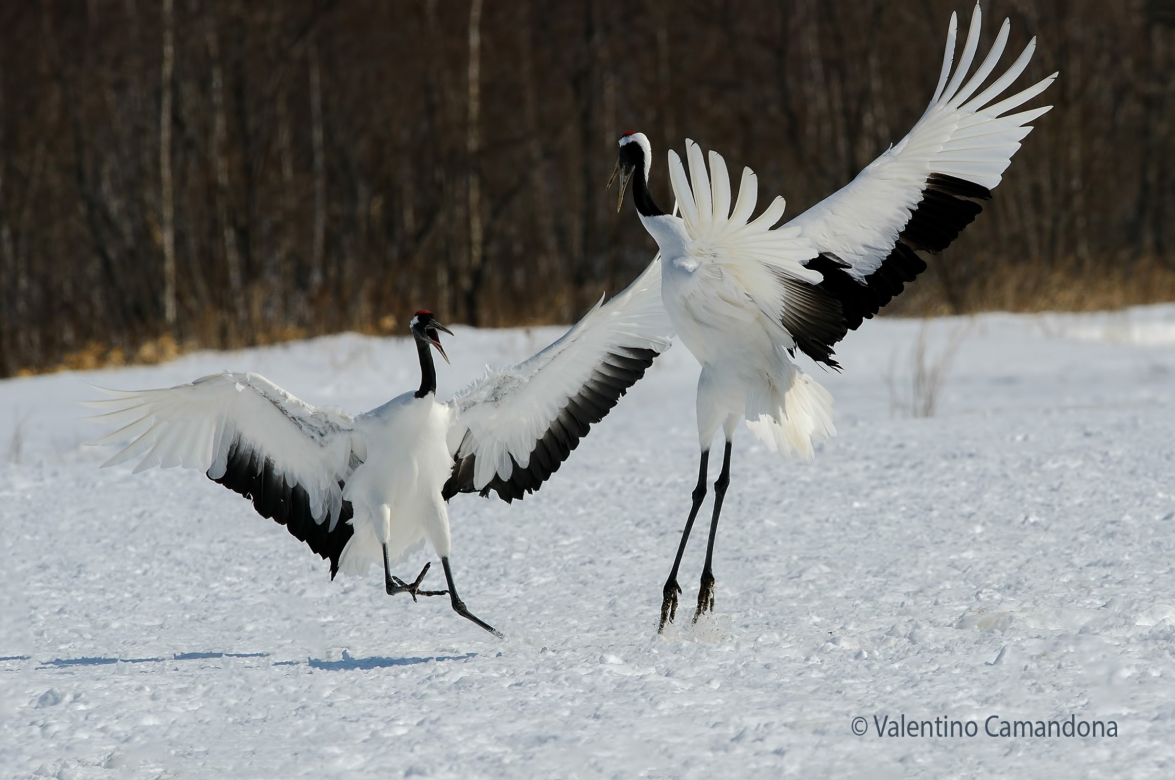 Attento ai piedi! ops zampe..