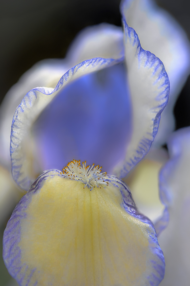 Iris giallo e blu