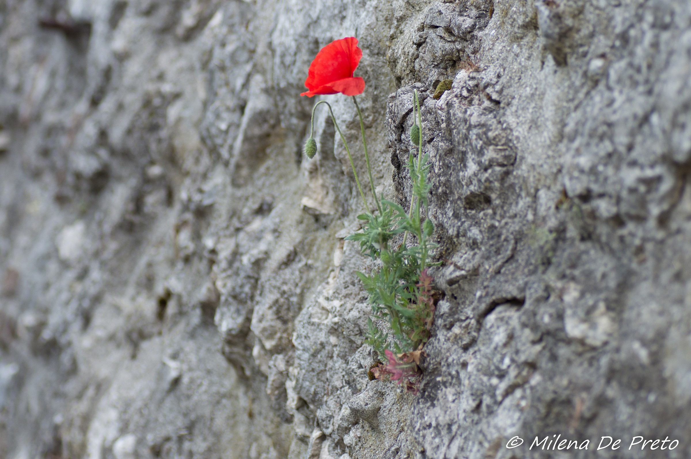 la forza della natura