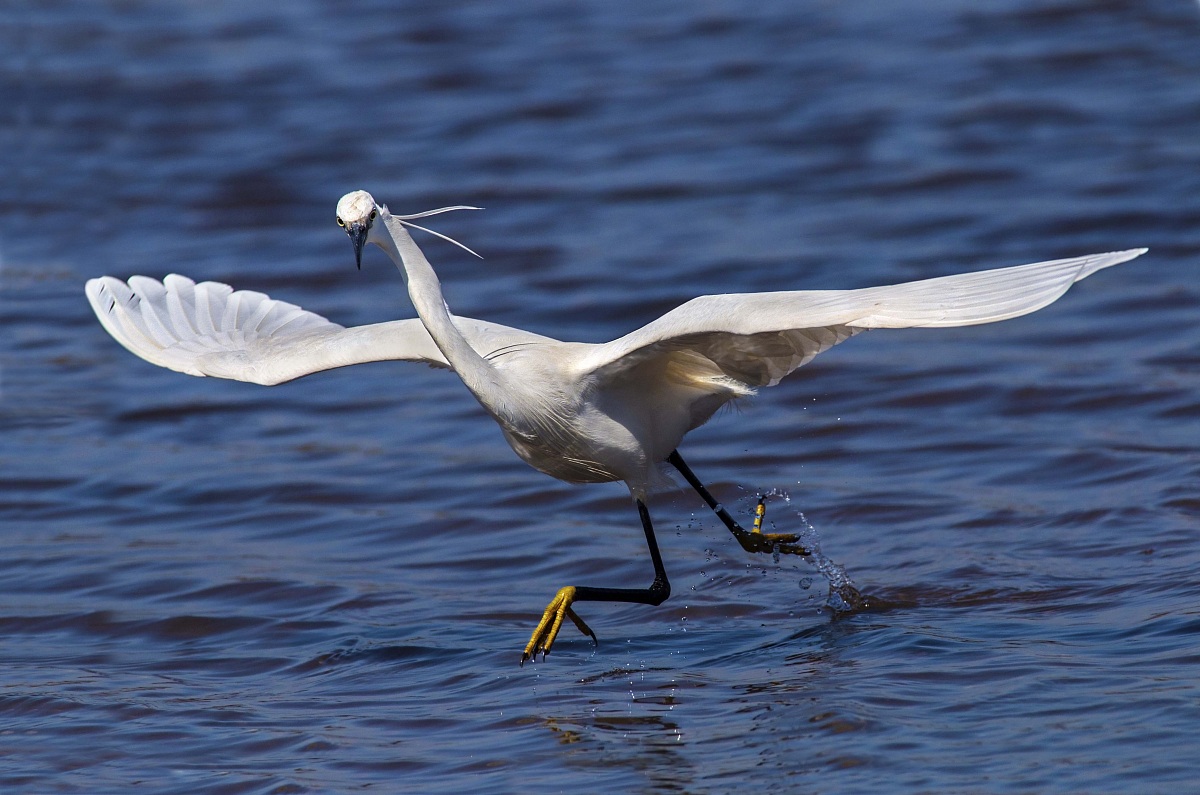 Egret on the hunt