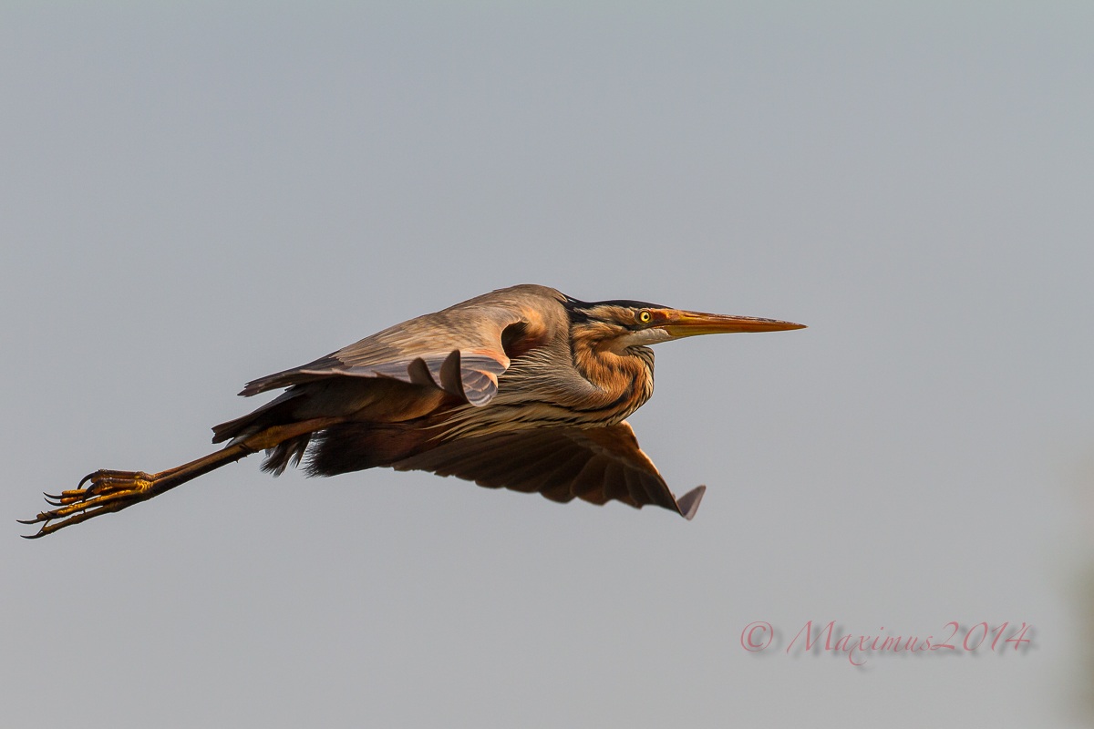 .. il rosso .. il ritorno...