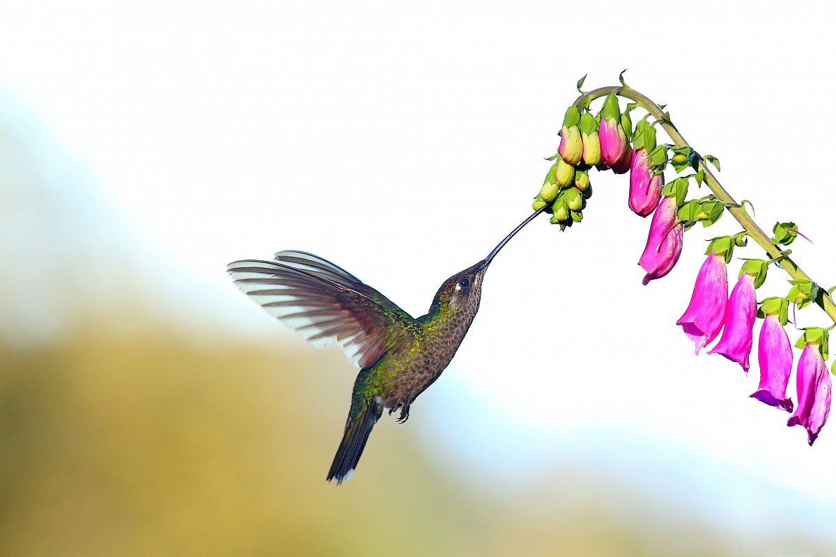 Colibrì