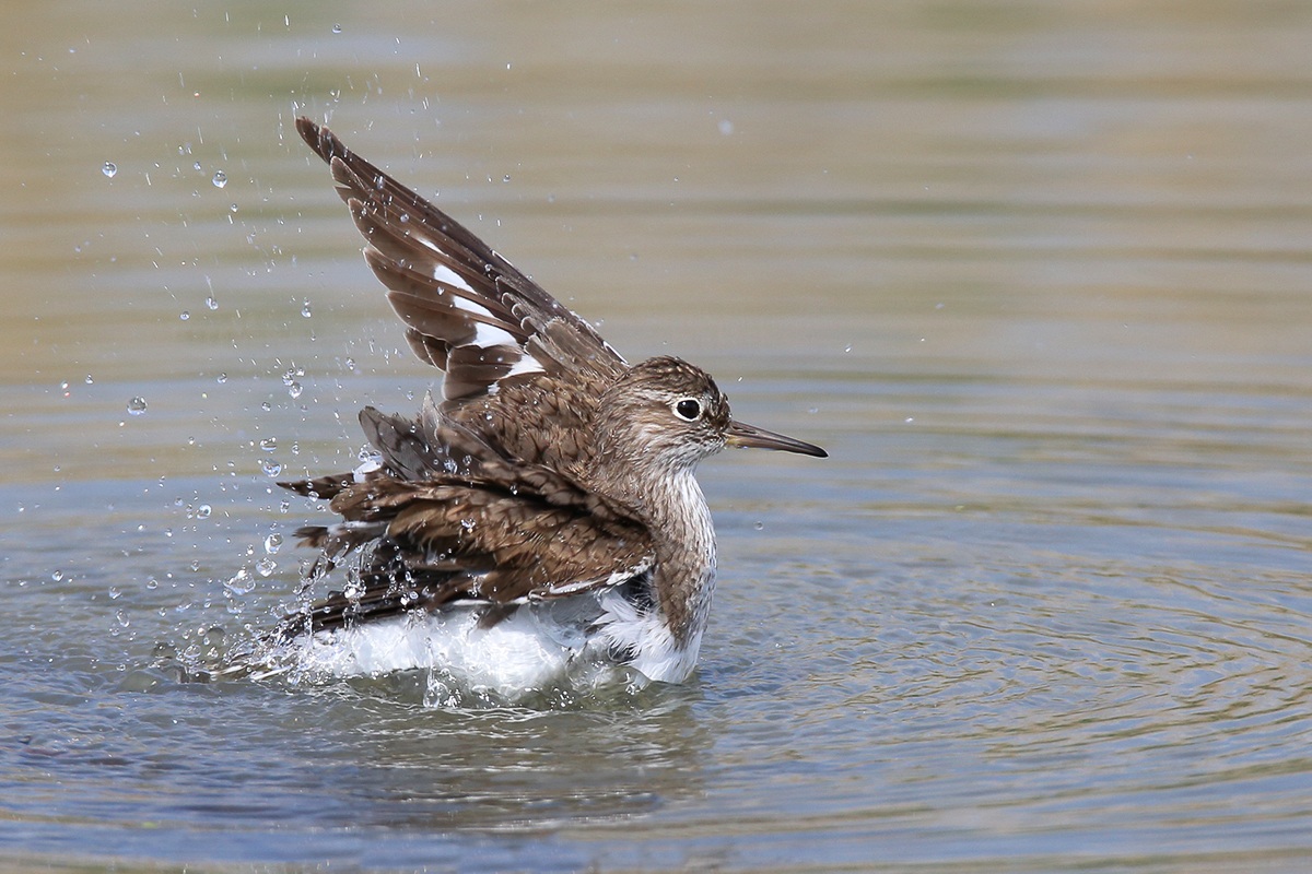 The bath of the Common Sandpiper