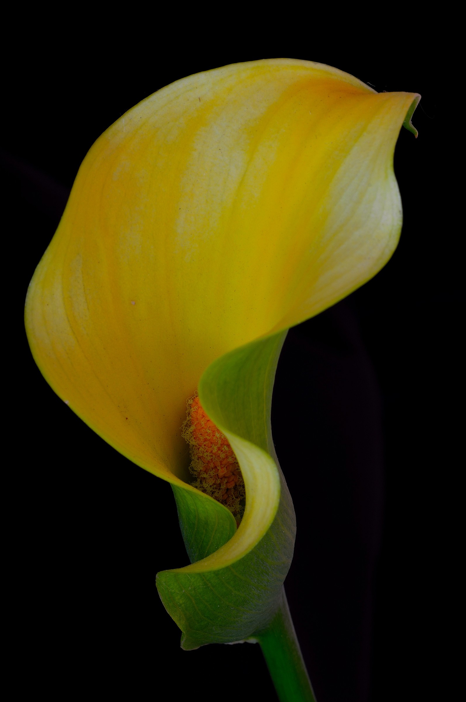 calla gialla