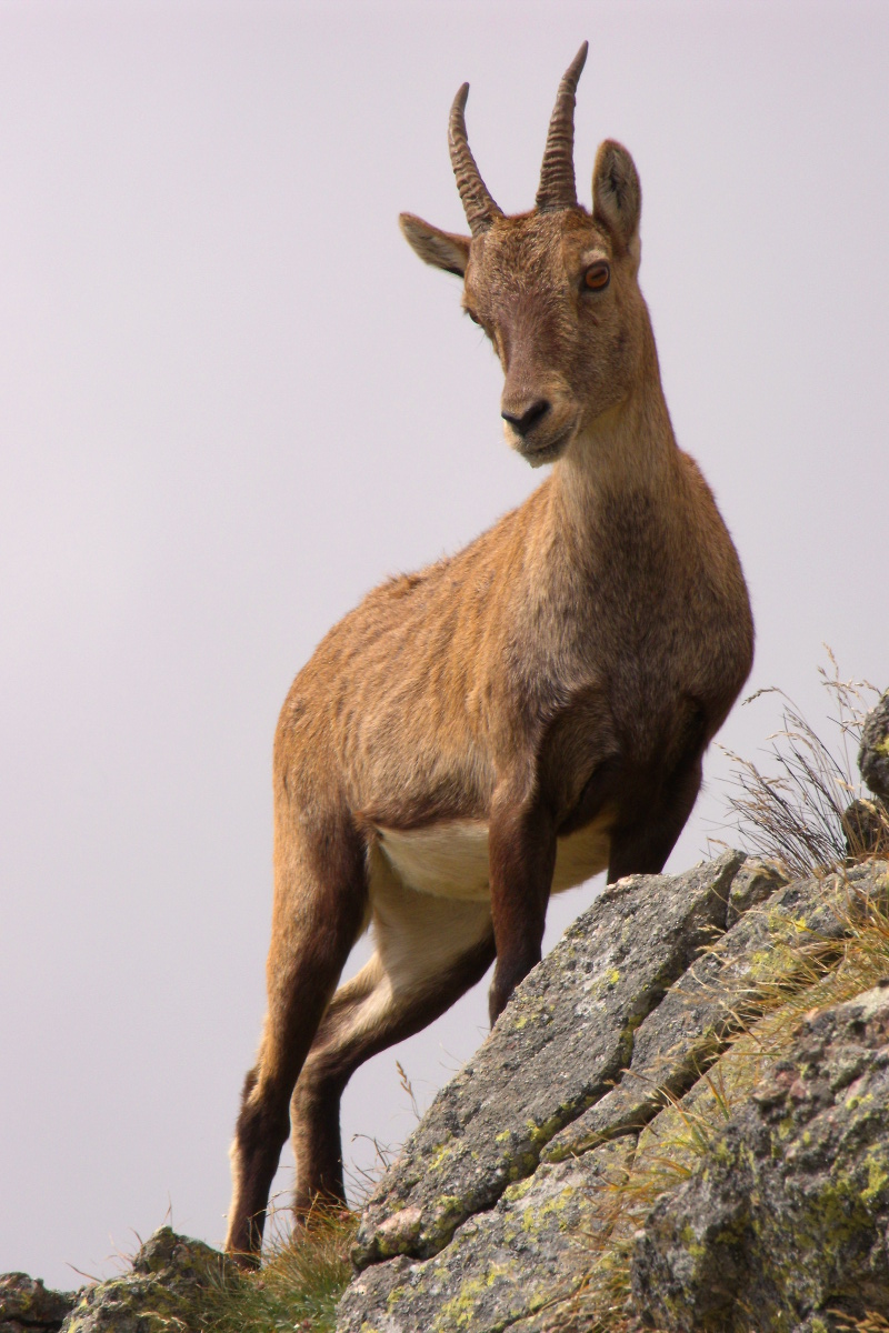 Ibex