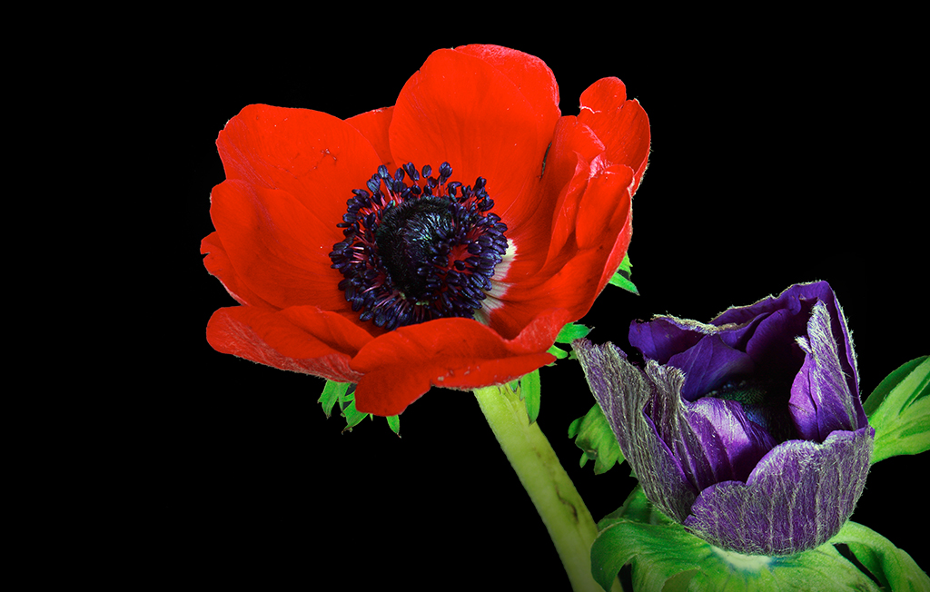 Anemones