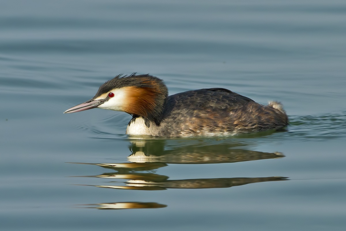 Great Crested Grebe in courtship