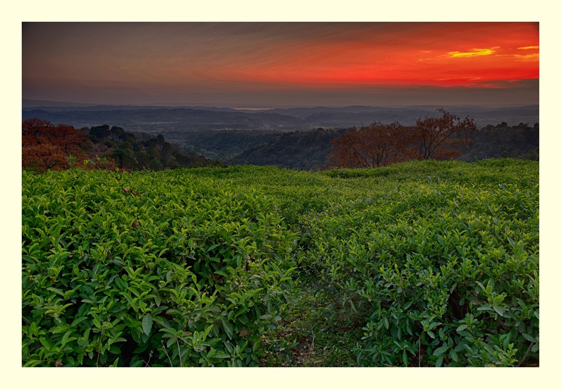 Tea Garden Sunset