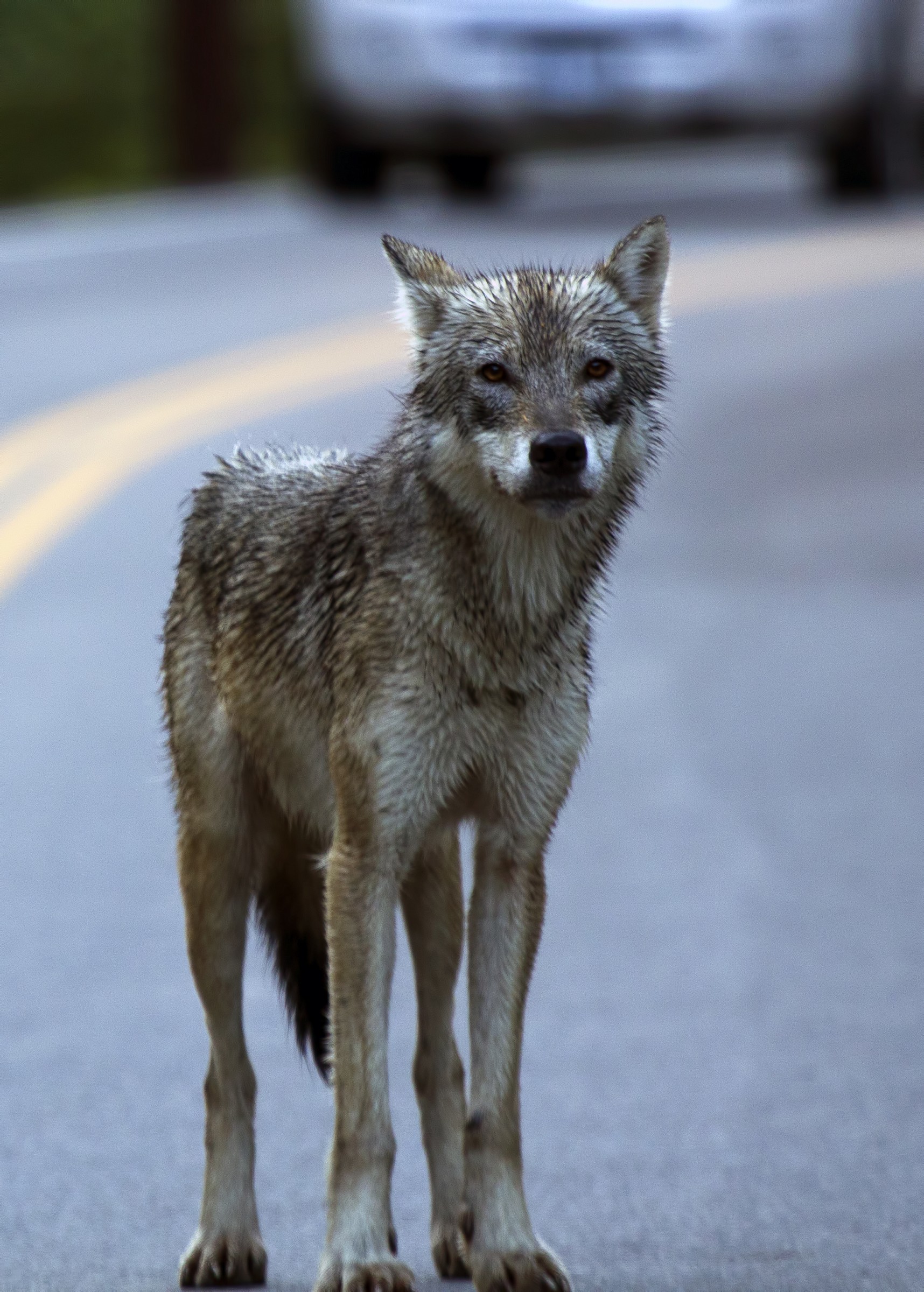 Alaskan wolf early in the morning