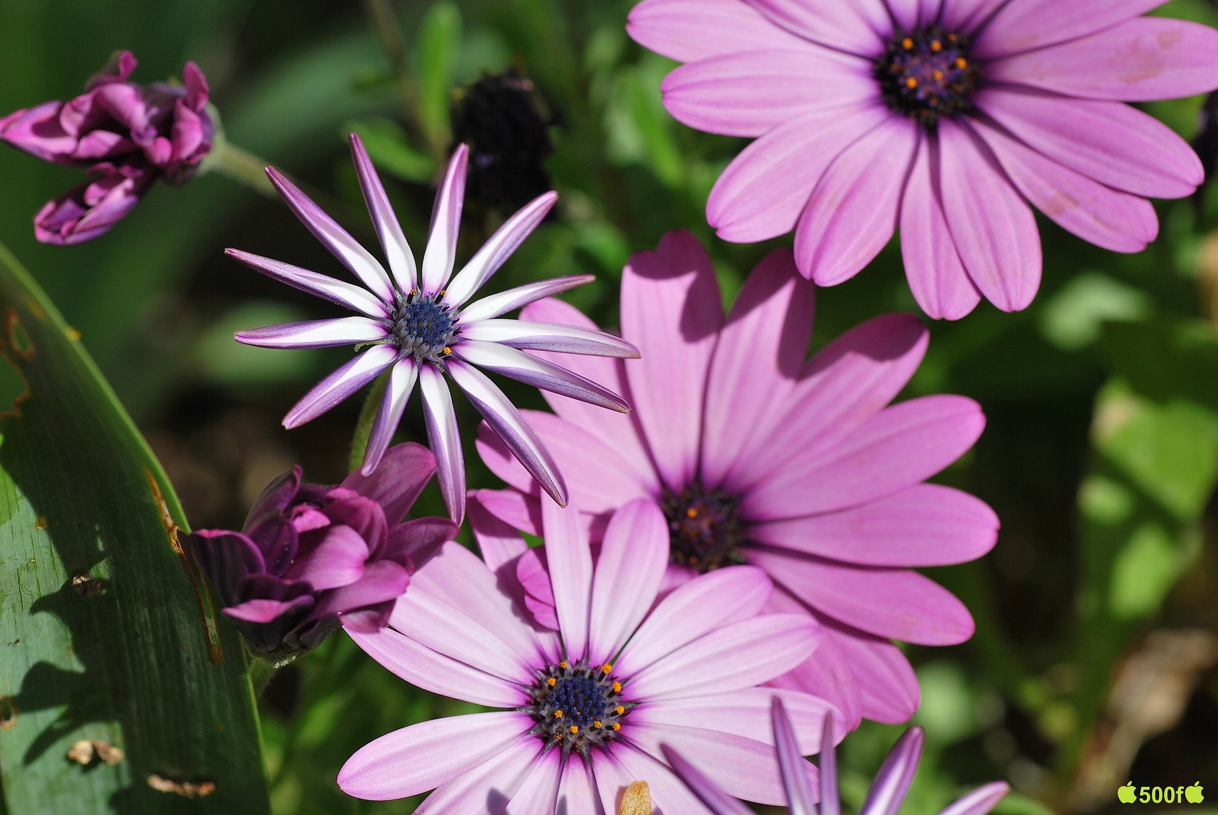fiore del giardino...