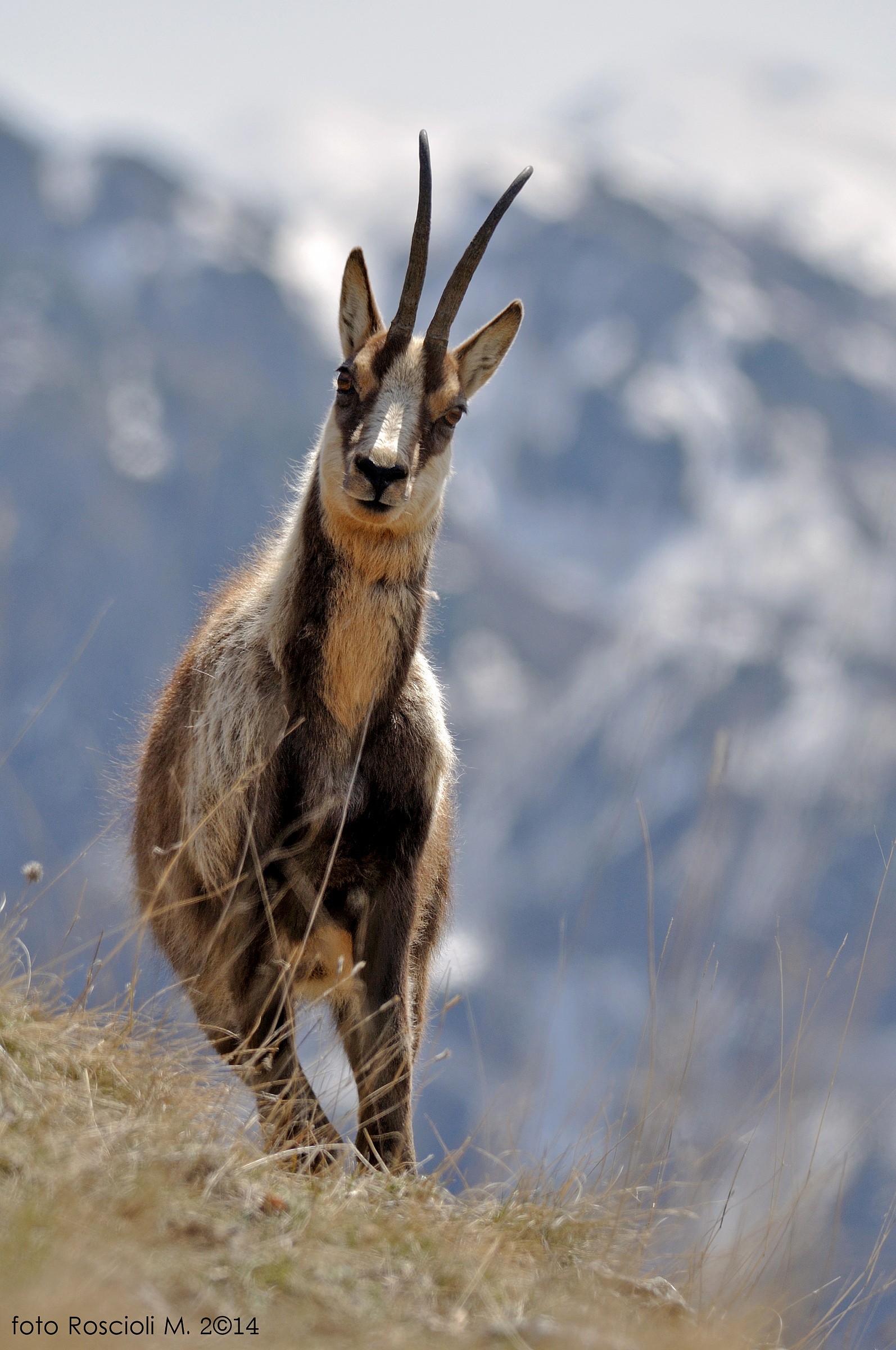 The chamois most beautiful in the world!