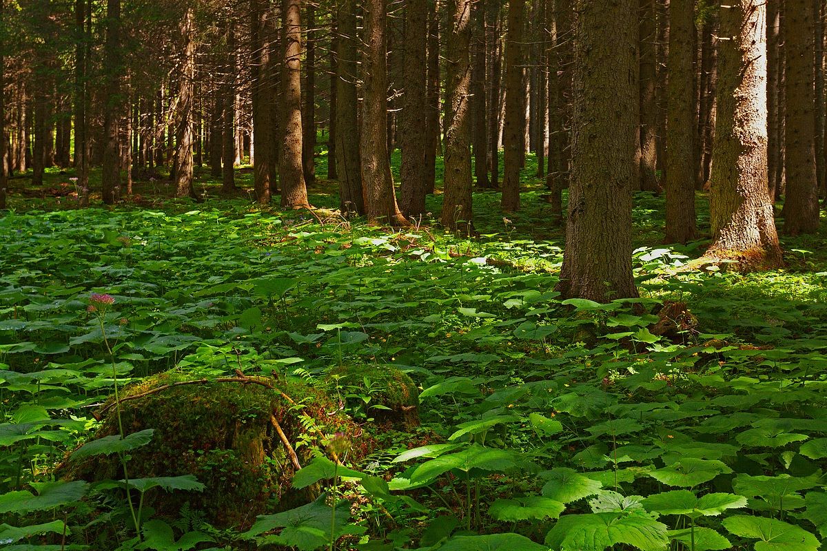 Il nostro tappeto verde