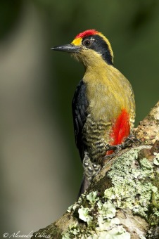 Melanerpes chrysauchen