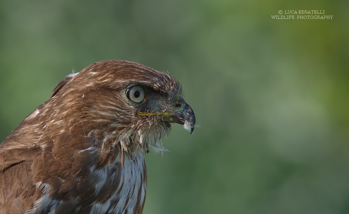 Portrait of a Buzzard