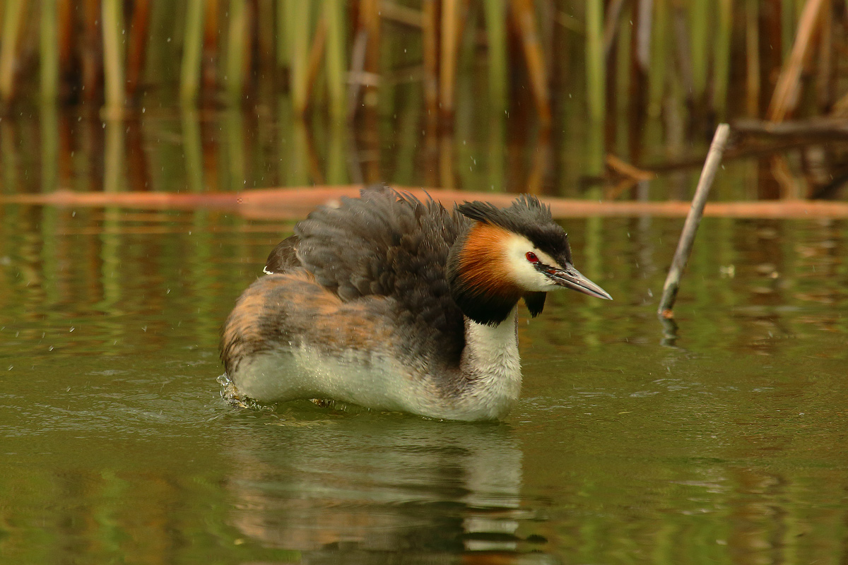 grebe
