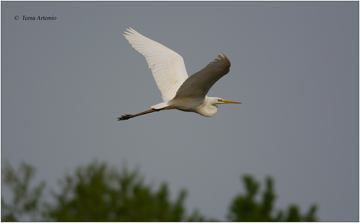 Major White Heron taking off