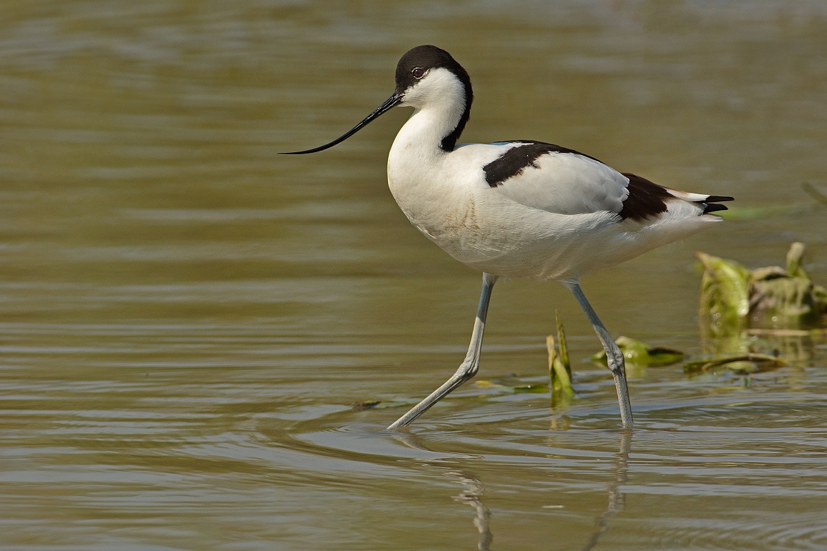 Avocet