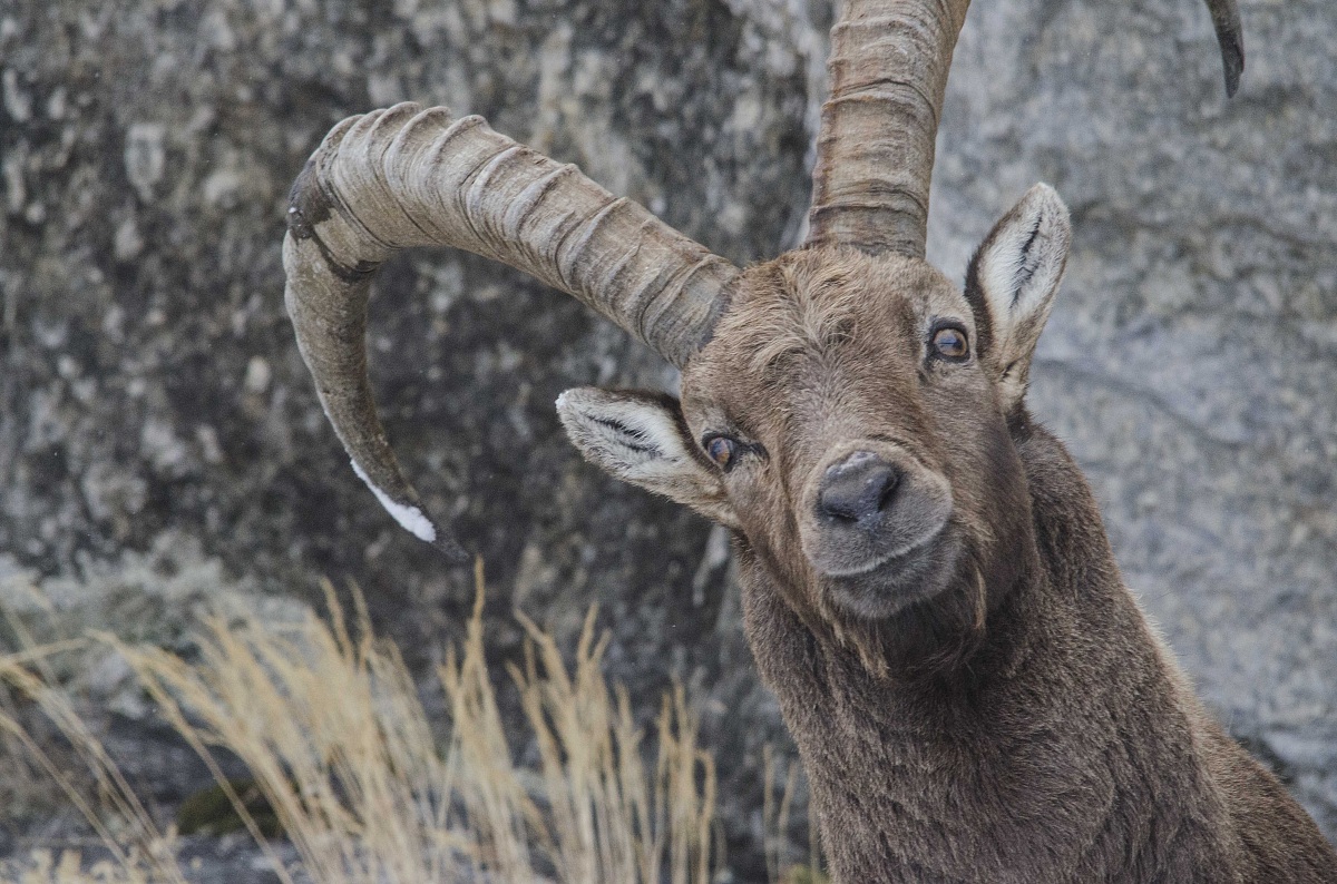 Capra Ibex
