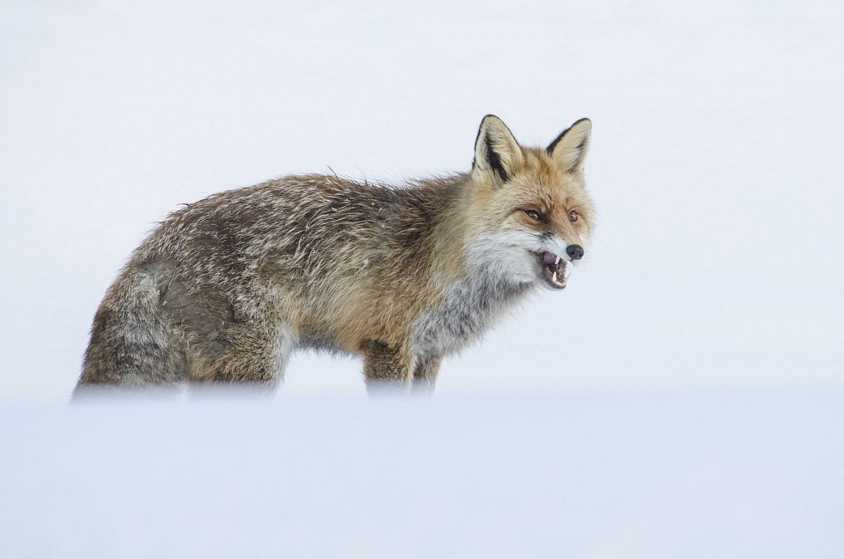 Vulpes Vulpes
