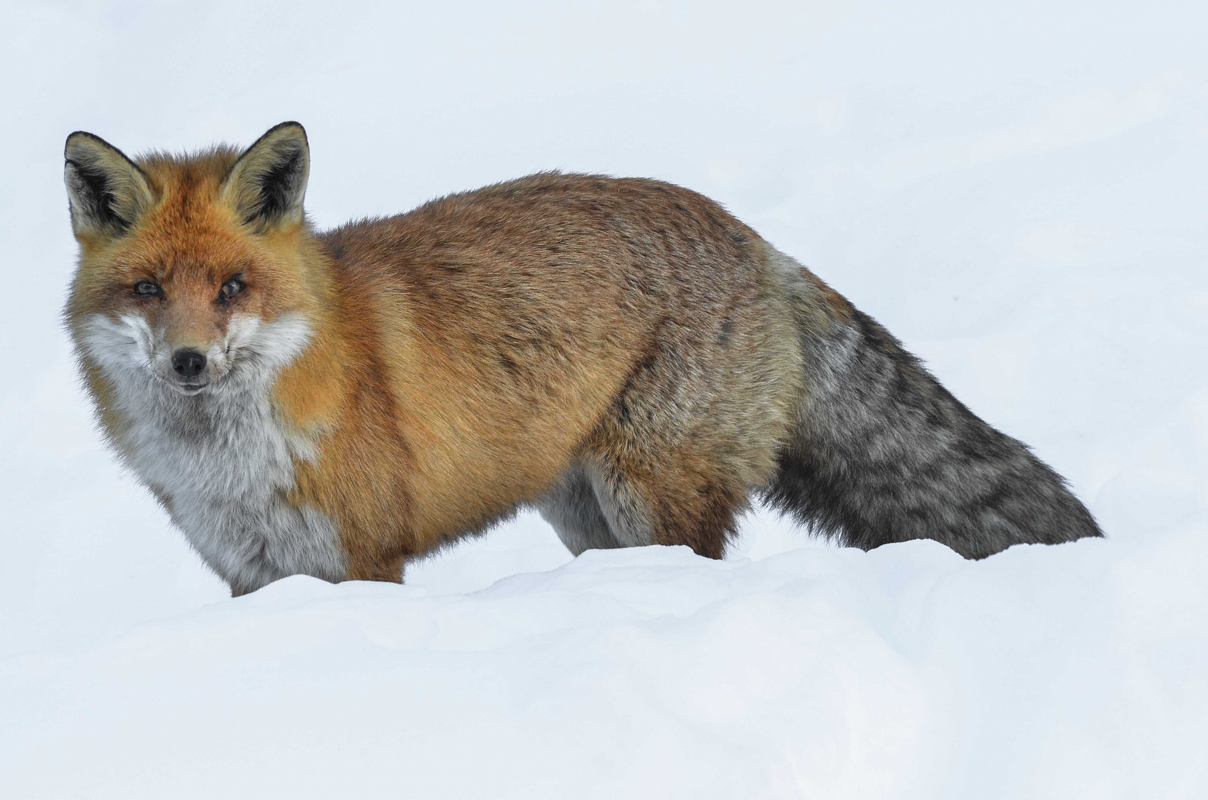 Vulpes Vulpes