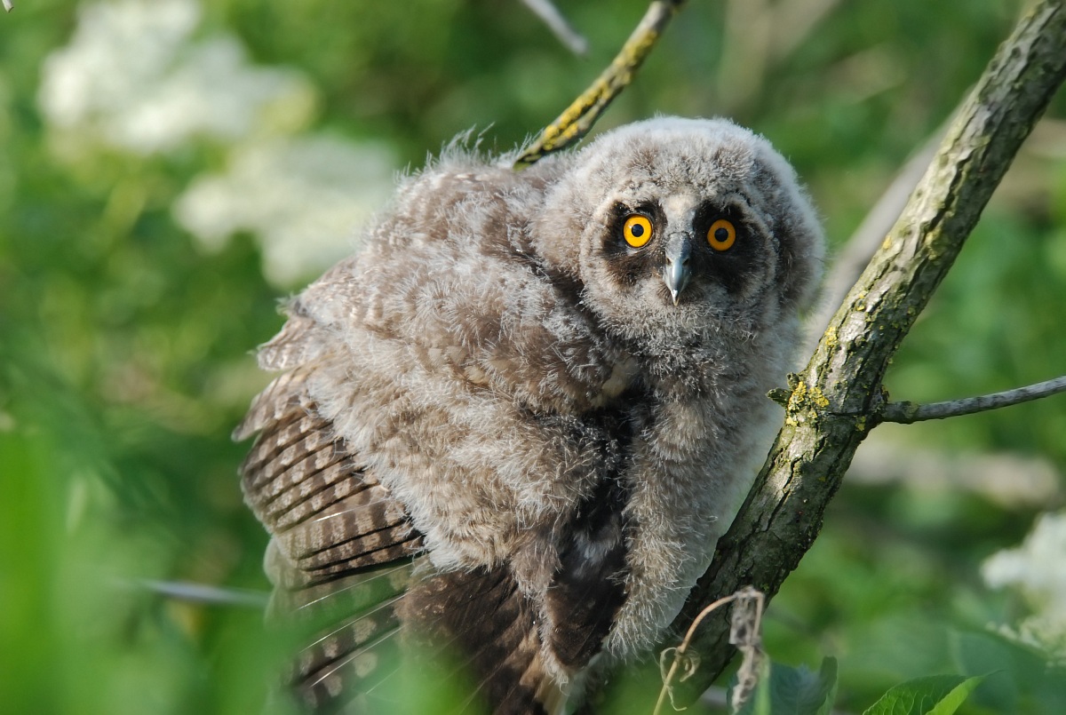 Gufo Comune (Pullo) - Long Eared Owl Chick