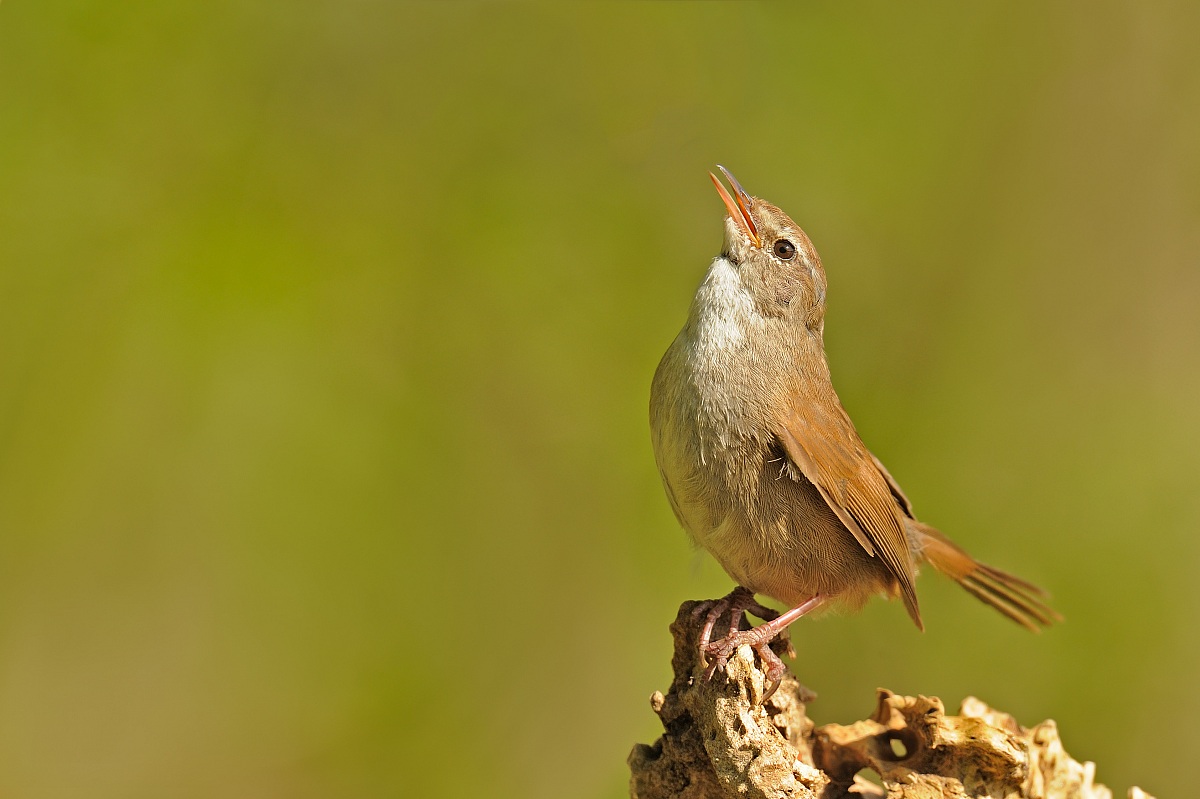 Cetti's Warbler
