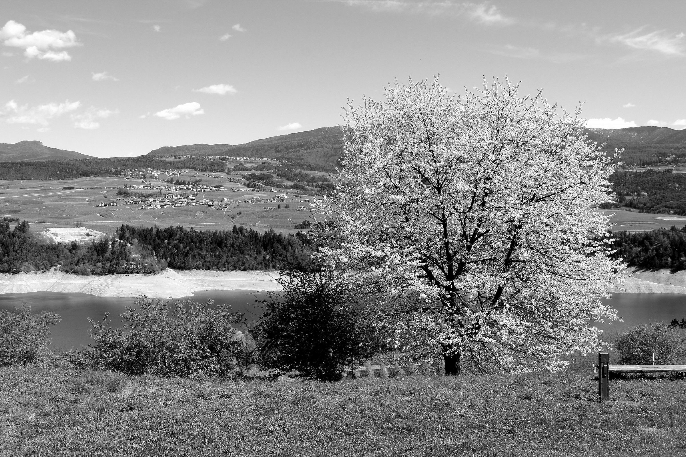 Primavera Black&White