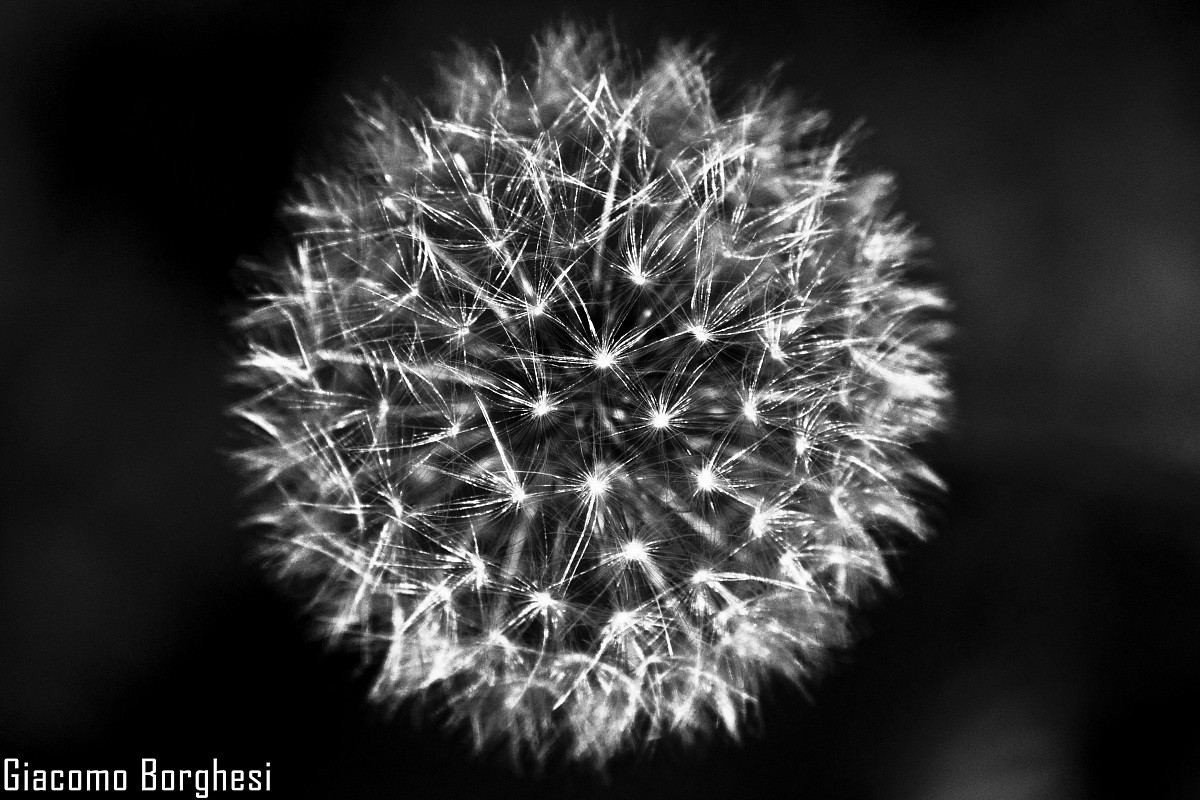 Dandelion