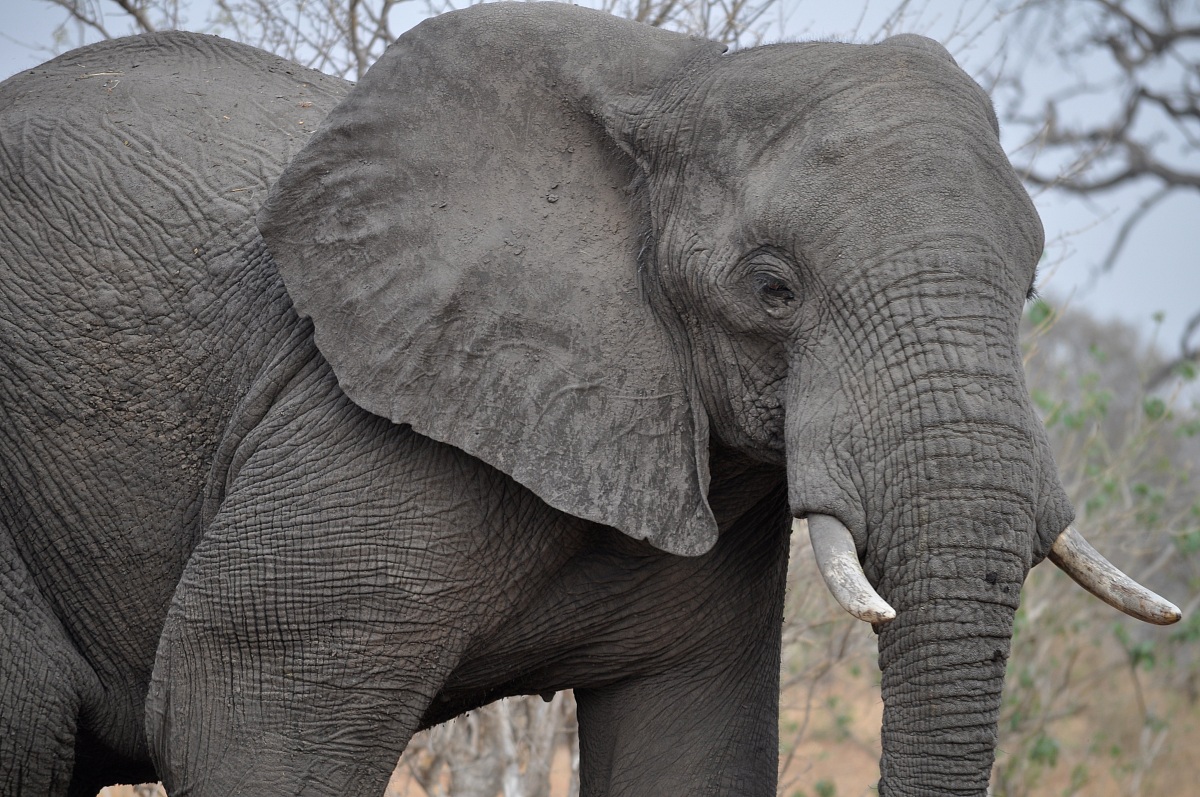 Parco Chobe elefanti