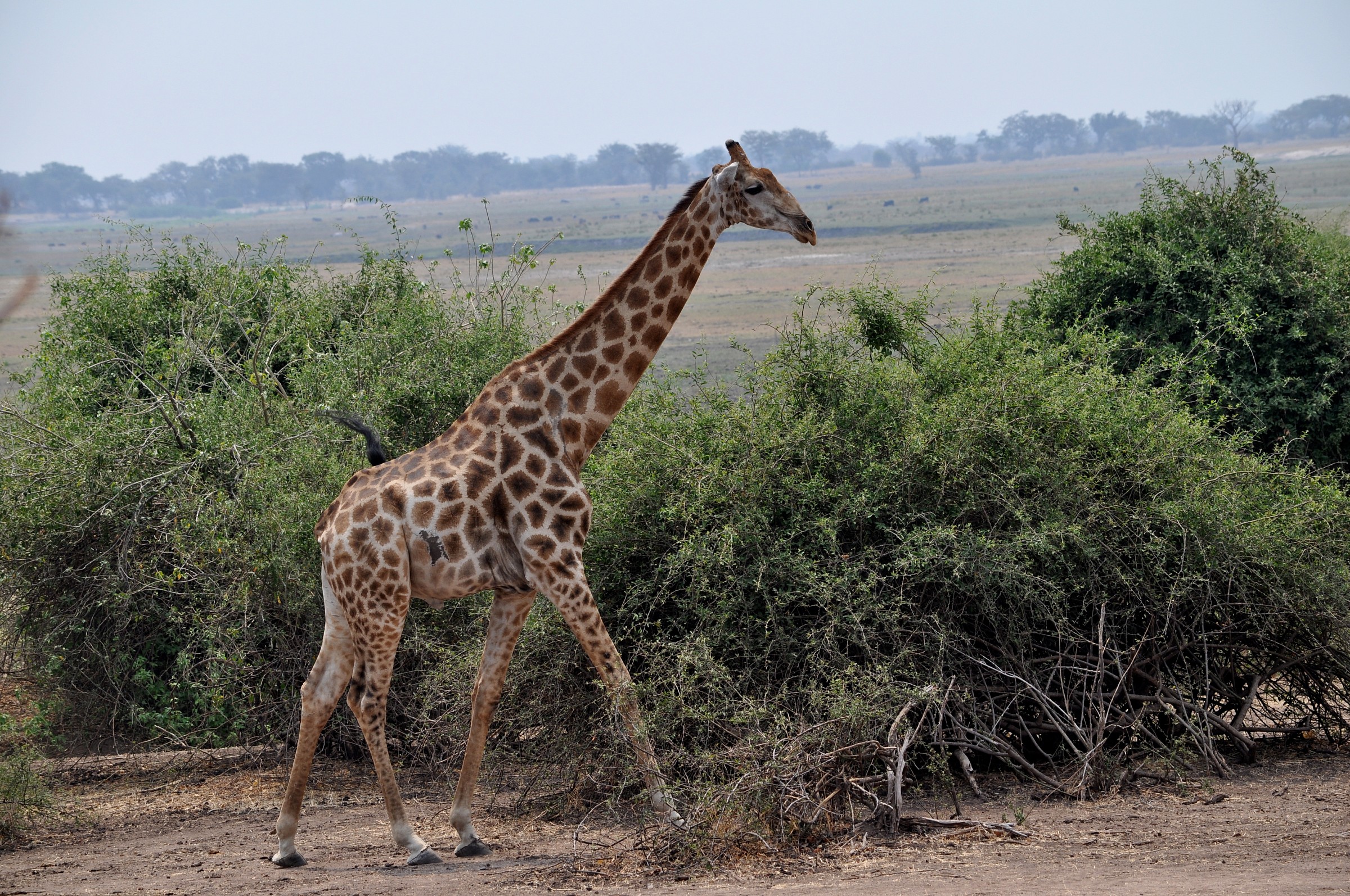 Parco Chobe giraffe