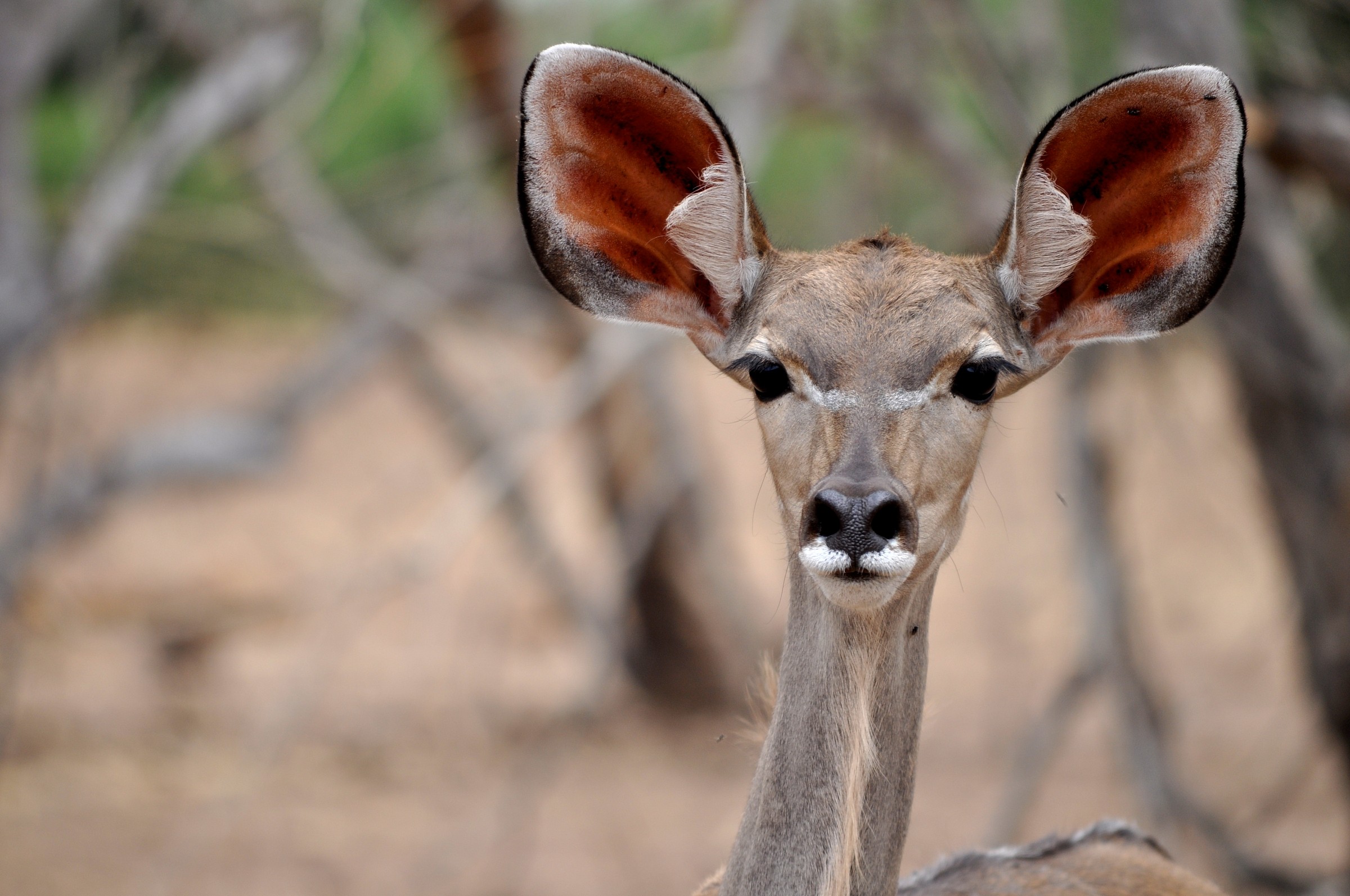 Parco Chobe, antilope