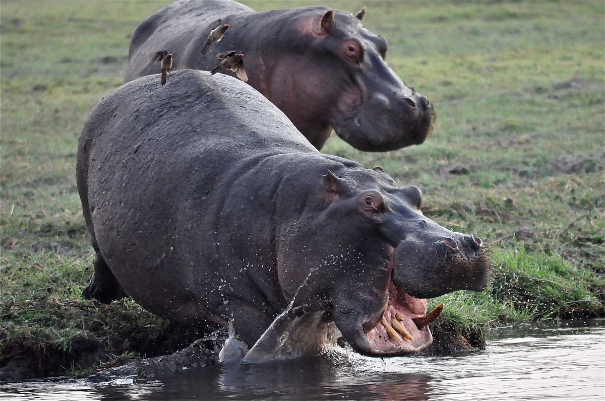 Parco Chobe ippopotami