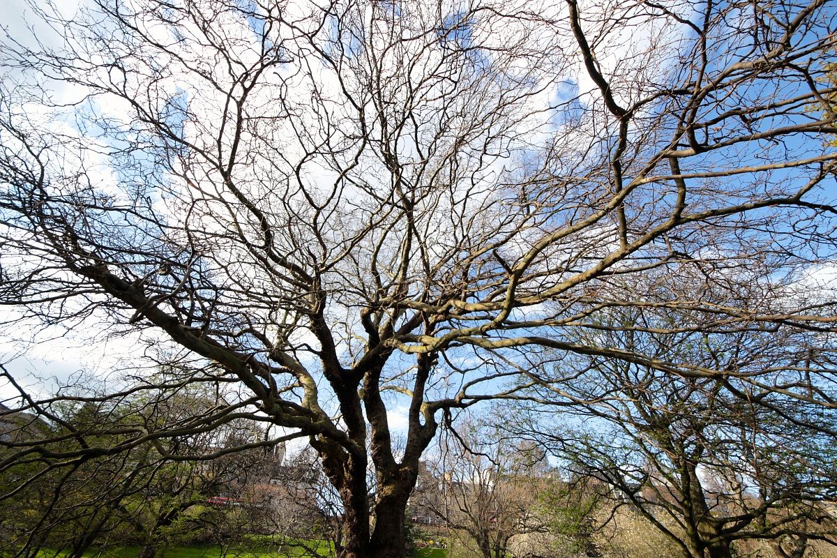 Princes Street Gardens