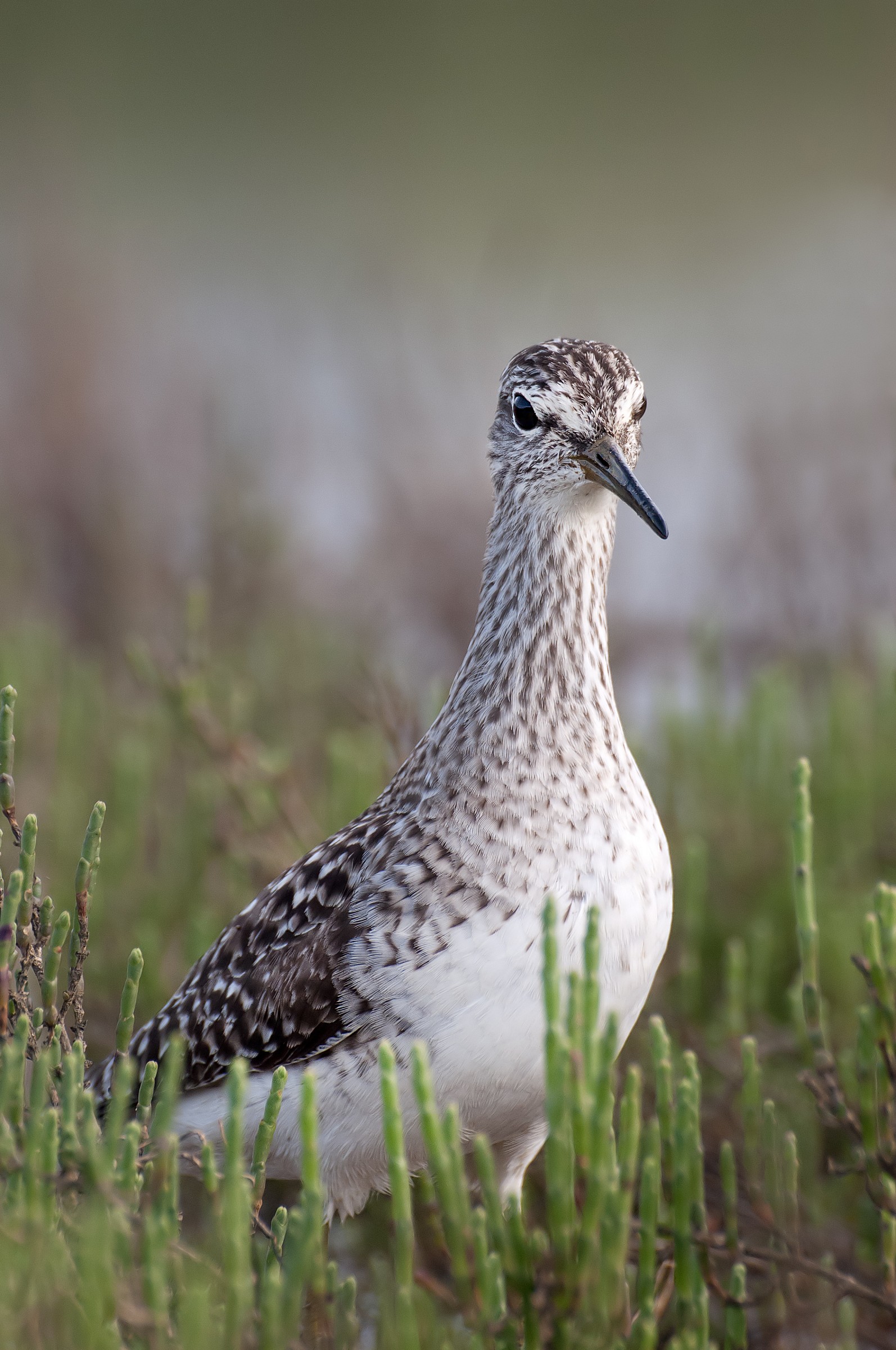 Wood Sandpiper