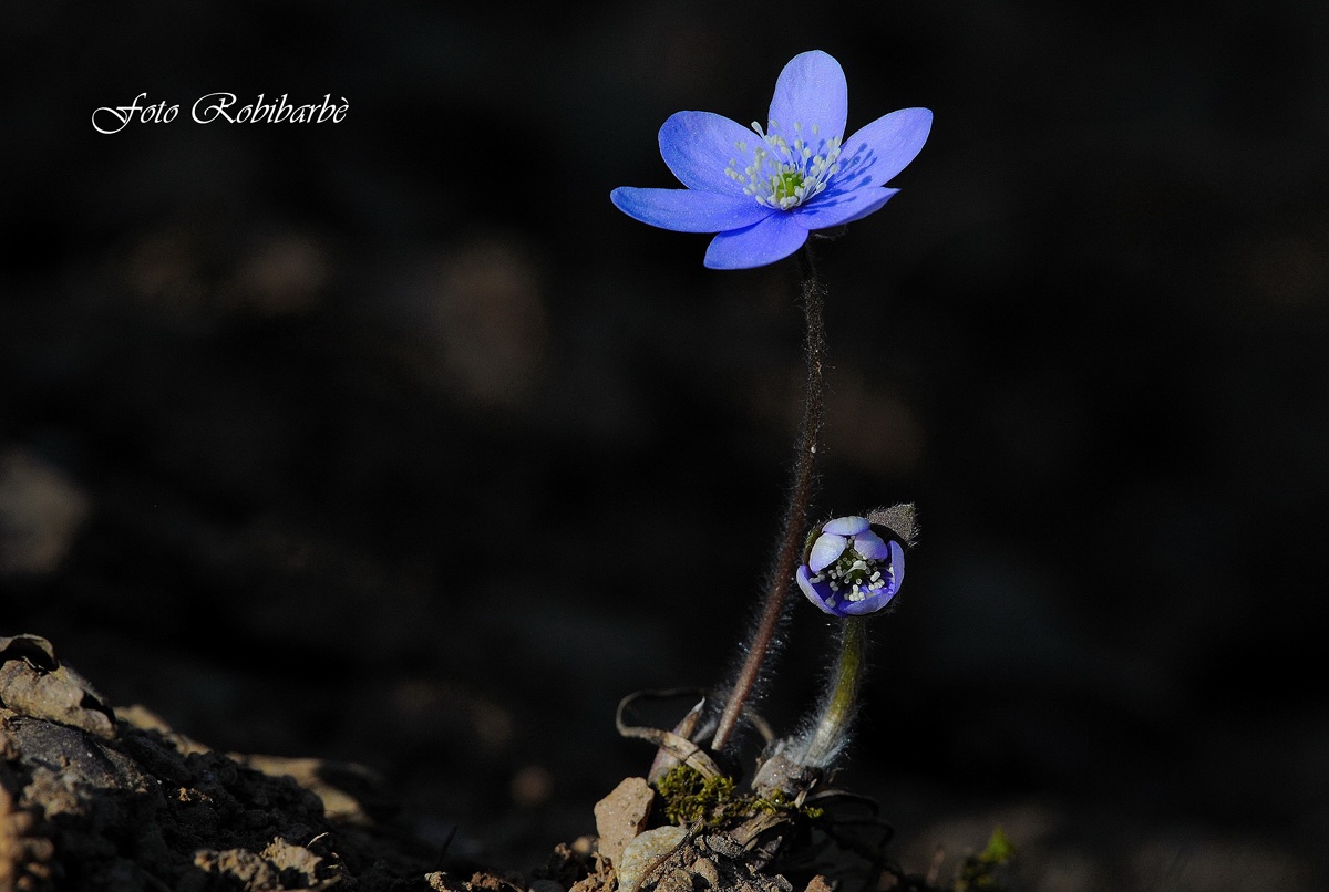 Magico sottobosco....