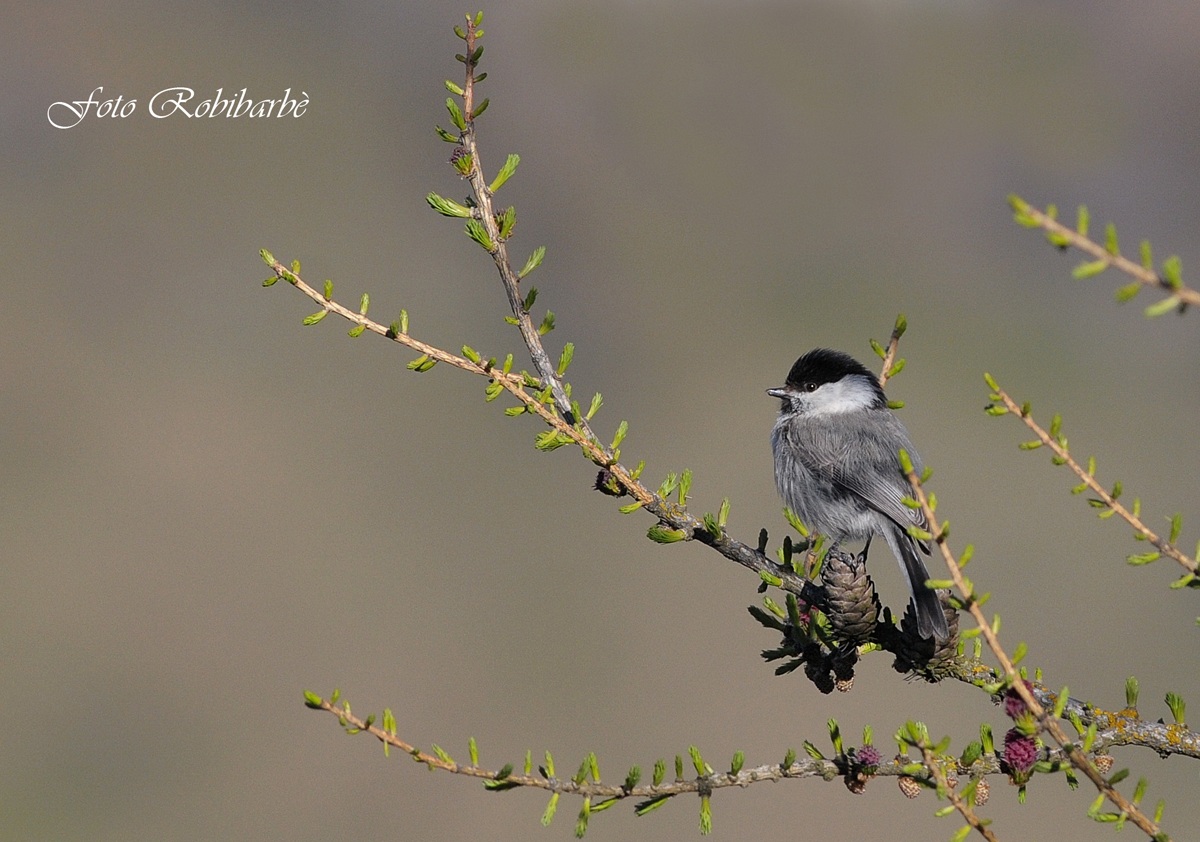 Cincia bigia....giovane