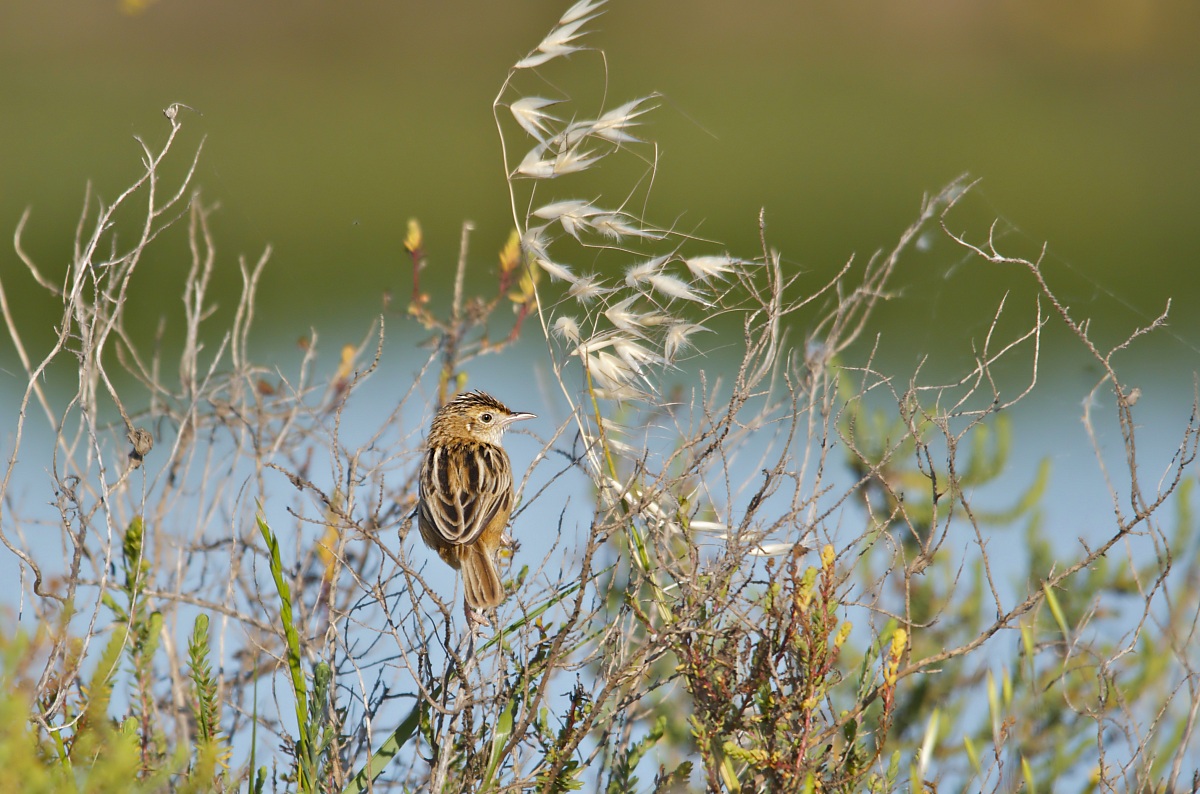 Beccamoschino ambientato