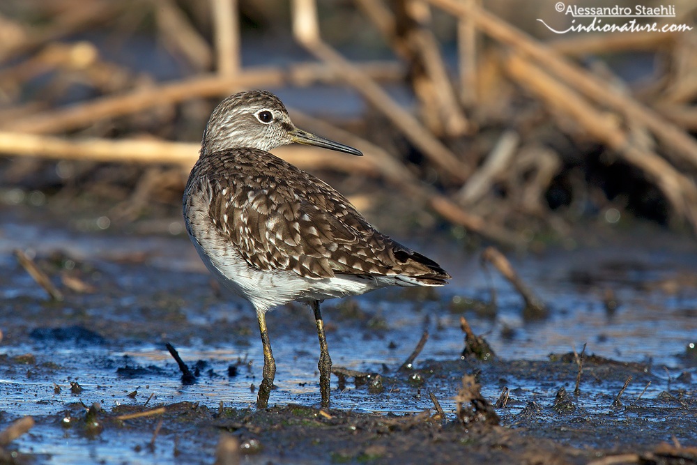Piro piro boschereccio in sosta migratoria