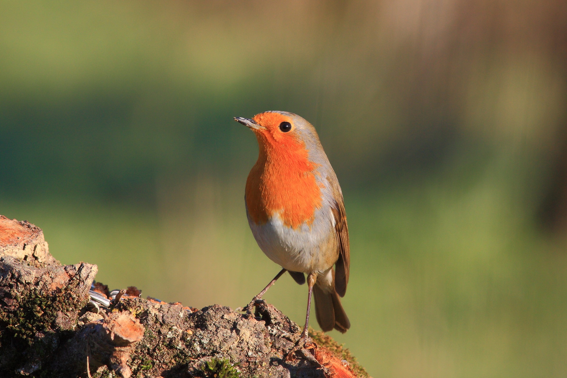 Robin 12/13/14