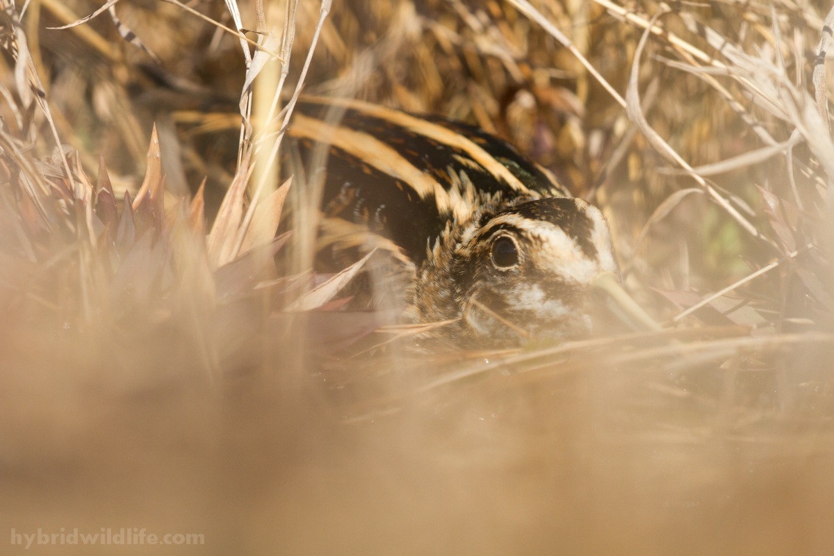 Frullino - The Jack Snipe