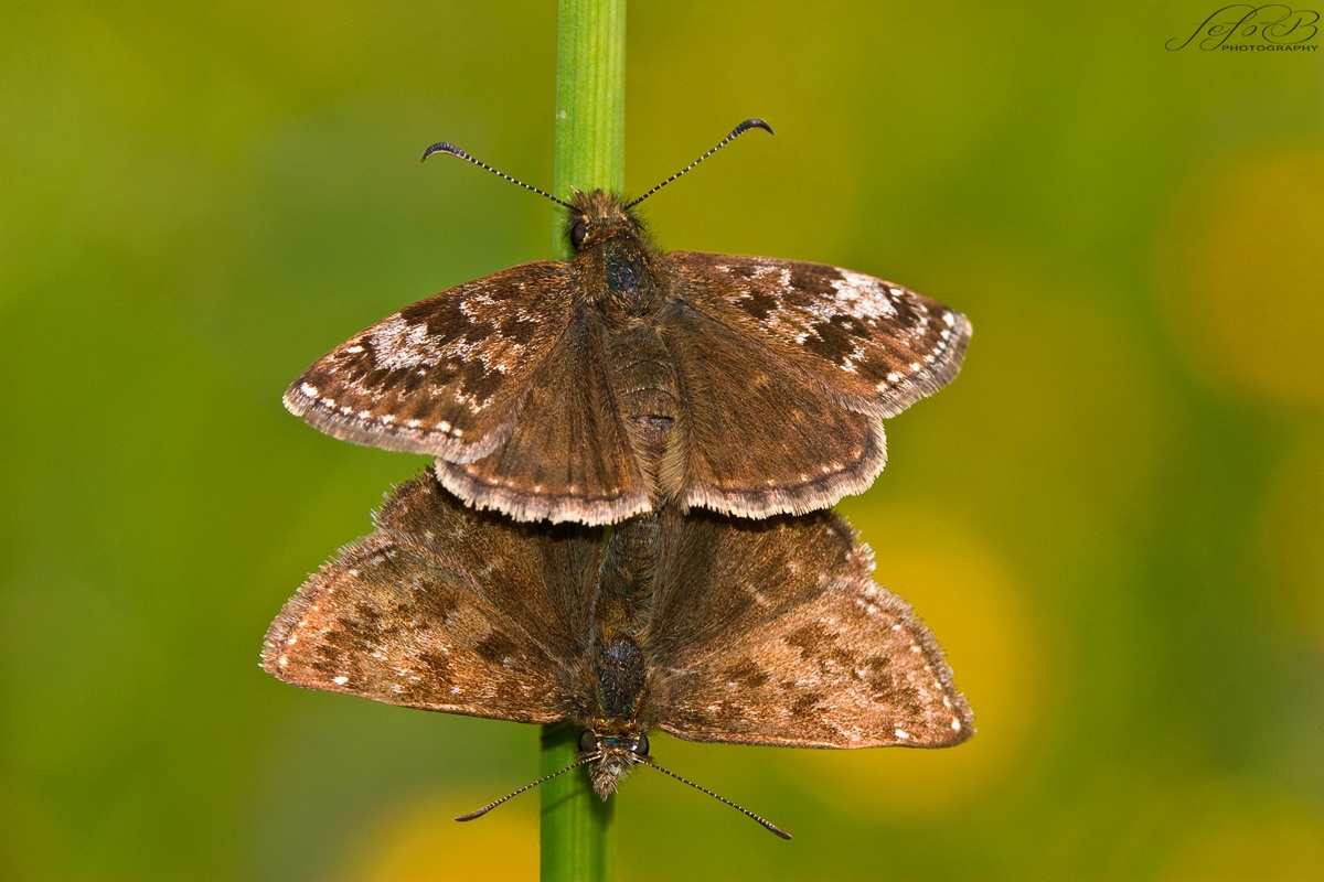 in pair II