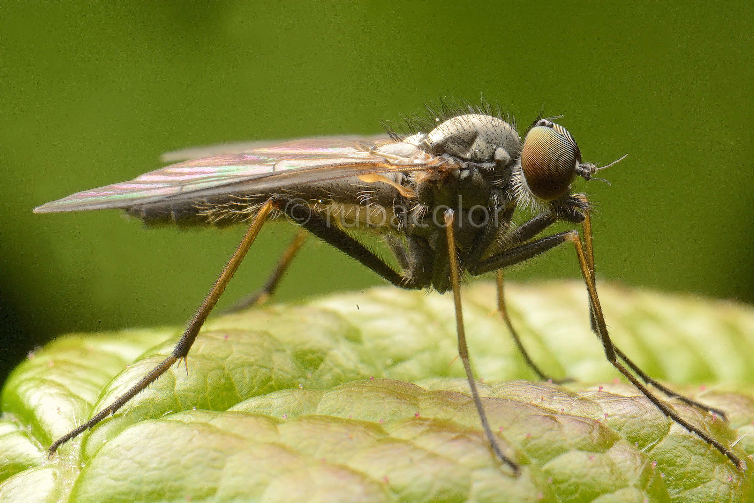 Un piccolissimo dittero