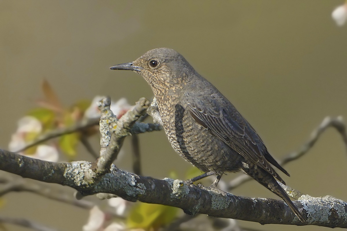 Blue Rock Thrush female