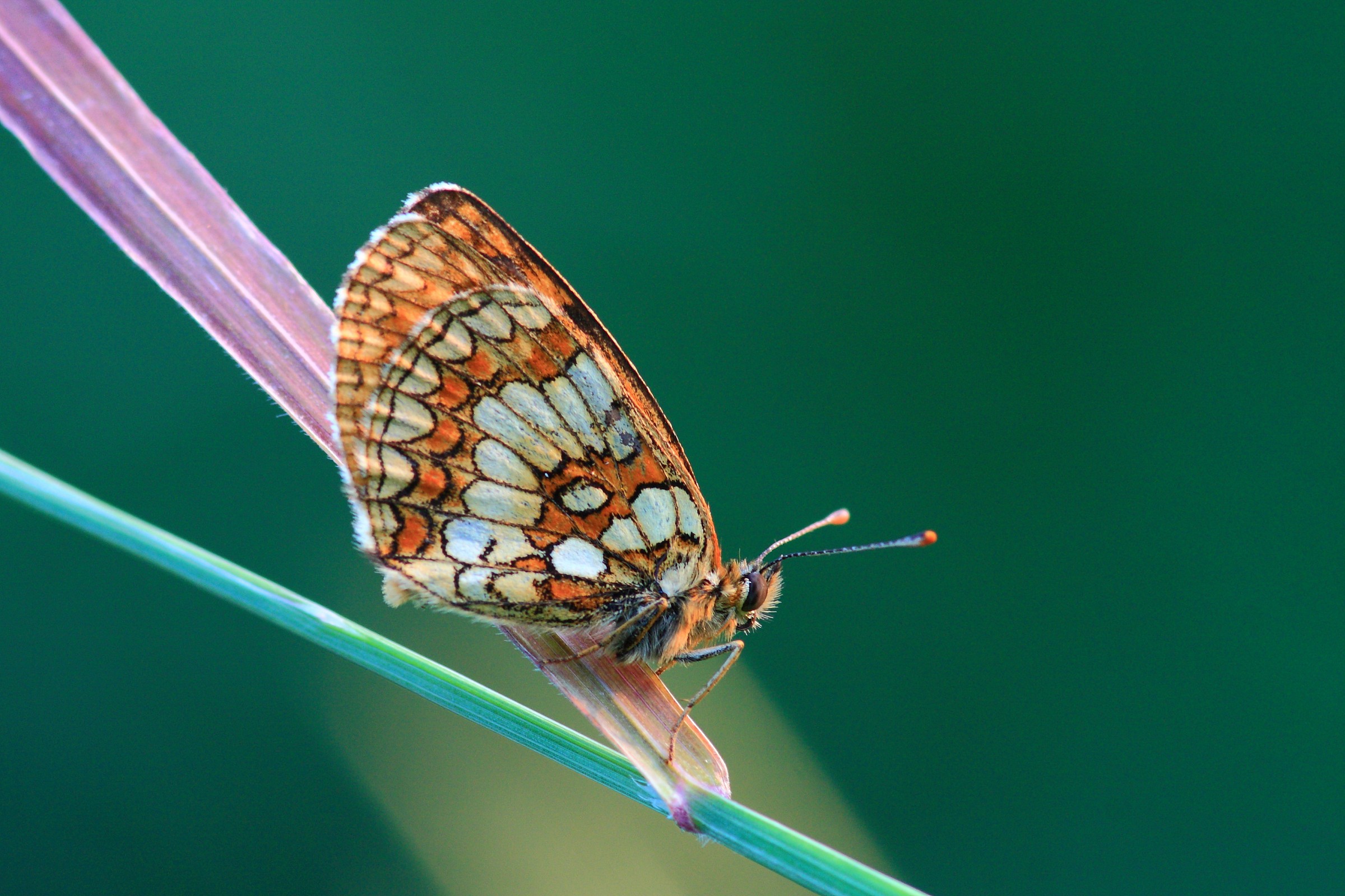 Melitaea cinxia