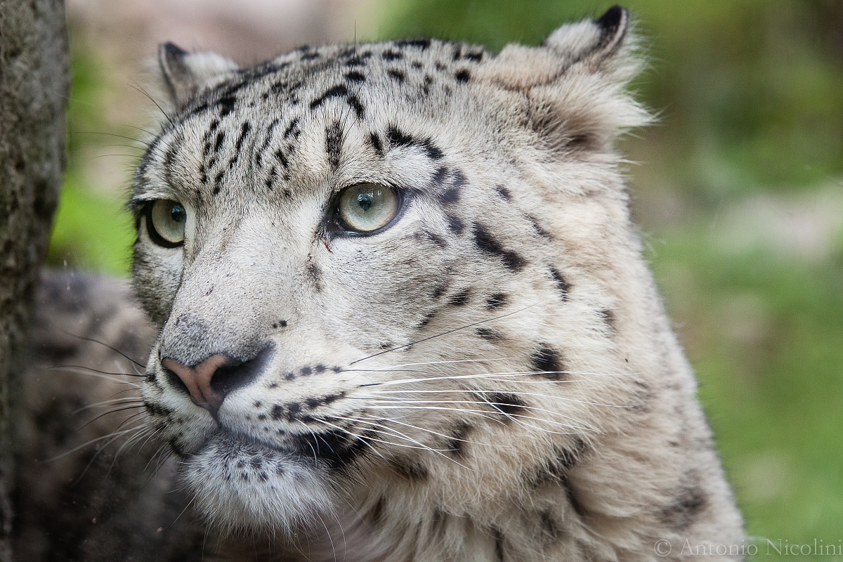 Snow Leopard (Panthera Uncia)