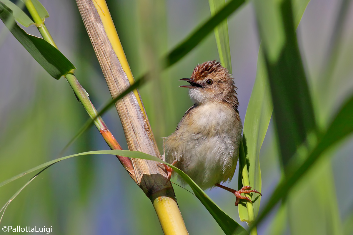 Zitting Cisticola (Cisticola juncidis)