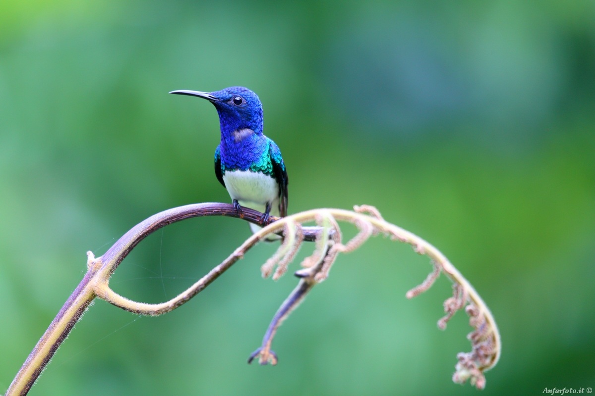 Colibrì a riposo (Florisuga mellivora)