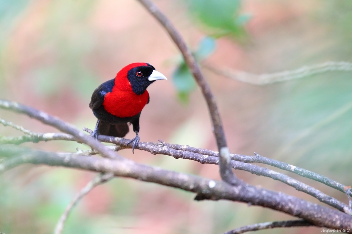Crimson Collared Tanager