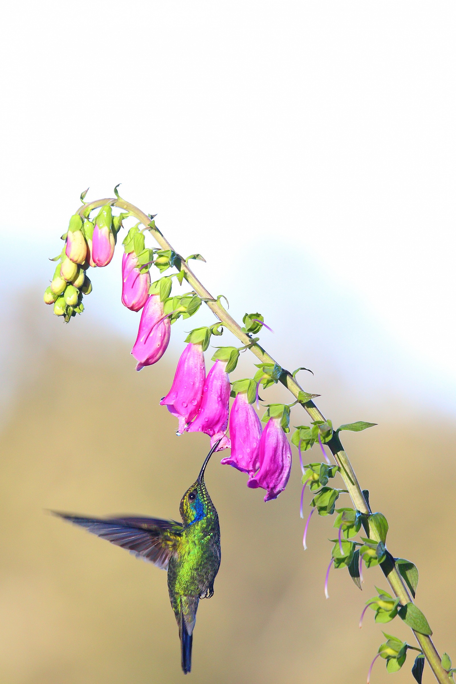 Colibri thalassinus
